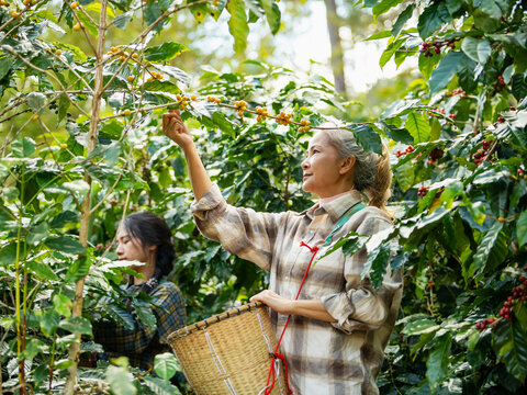 Woman coffee farmer harvesting and picking organic ripe coffee beans at coffee plantation, sustainable agriculture lifestyle and traditional farming in tropical rural environment concept