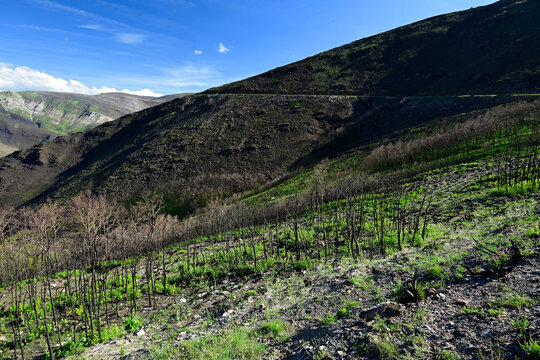 Verbrannte Berg-Steppe (2026) auf der Anh&ouml;he "Puerto de El Morredero" - Kastilien und Le&oacute;n, Spanien // Burnt mountain steppe (2026) on the &lsquo;Puerto de El Morredero&rsquo; hill &ndash; Castile and Le&oacute;n, Spain