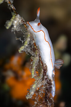 White Nudi @ Romblon Island, The Philippines