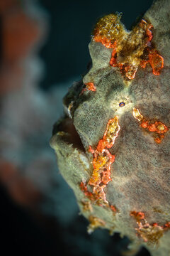 Orange Green Frog Fish @ Leyte, The Philippines