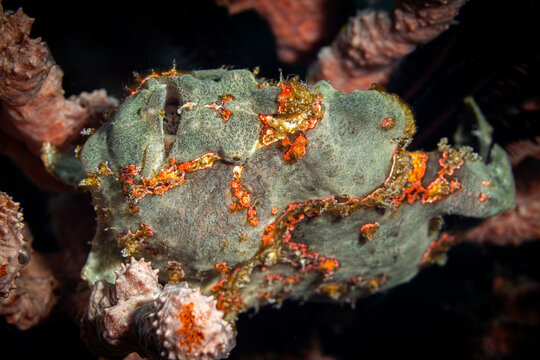 Orange Green Frog Fish @ Leyte, The Philippines