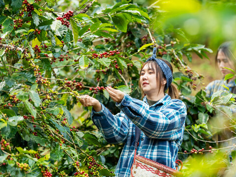Asian woman coffee farmer harvesting and picking organic ripe red coffee beans at coffee plantation, sustainable agriculture lifestyle and traditional farming in tropical rural environment concept.
