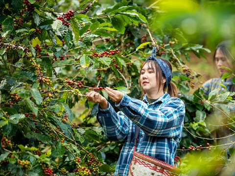 Woman coffee farmer harvesting and picking organic ripe coffee beans at coffee plantation, sustainable agriculture lifestyle and traditional farming in tropical rural environment concept