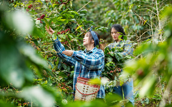 Asian woman coffee farmer harvesting and picking organic ripe red coffee beans at coffee plantation, sustainable agriculture lifestyle and traditional farming in tropical rural environment concept.
