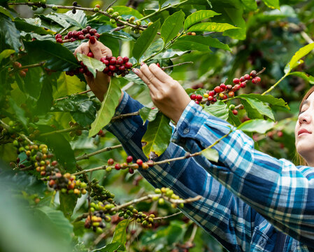 Woman coffee farmer harvesting and picking organic ripe coffee beans at coffee plantation, sustainable agriculture lifestyle and traditional farming in tropical rural environment concept