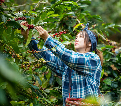 Asian woman coffee farmer harvesting and picking organic ripe red coffee beans at coffee plantation, sustainable agriculture lifestyle and traditional farming in tropical rural environment concept.