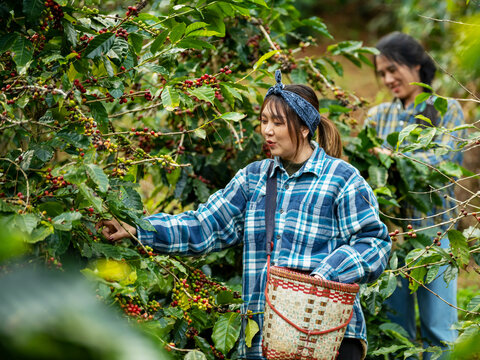 Asian woman coffee farmer harvesting and picking organic ripe red coffee beans at coffee plantation, sustainable agriculture lifestyle and traditional farming in tropical rural environment concept.