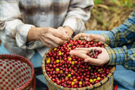 Hand picking ripe red coffee beans from a rustic basket on a coffee farm