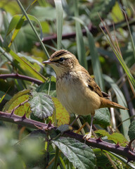 Fototapeta premium Juvenile Sedge Warbler on bramble, Baldoyle Racecourse Park