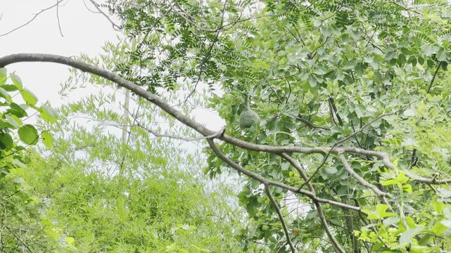 Baya Weaver Bird Building a Woven Nest in Natural Habitat