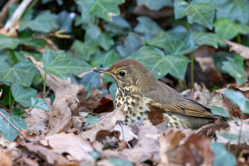 Fototapeta premium Song Thrush in leaf litter, Turvey Nature Reserve