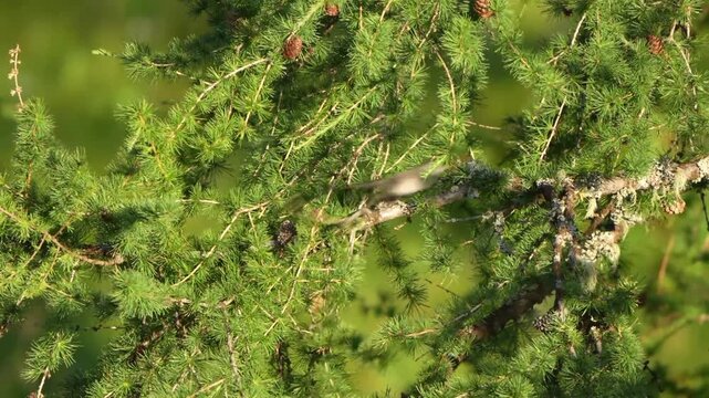 a singing blackcap, sylvia atricapilla, on a larch tree at a sunny summer morning