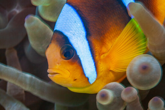 Extreme close up of a Red Sea clownfish looking from anemone tentacles underwater