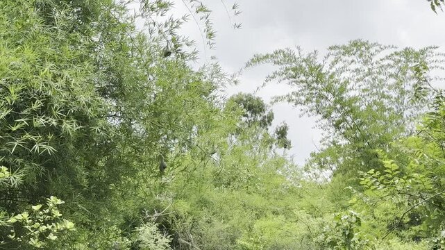 Multiple Woven Bird Nests Swaying in Tree
