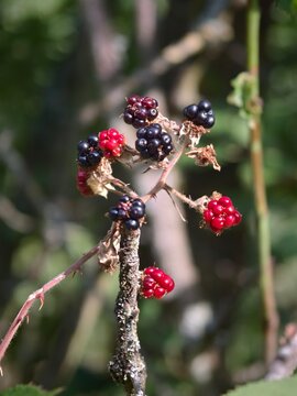 Black Berry