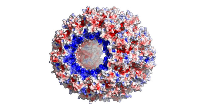 Rabies virus nucleoprotein-RNA complex with electrostatic surface potential, 8FFR macromolecular structure 4K