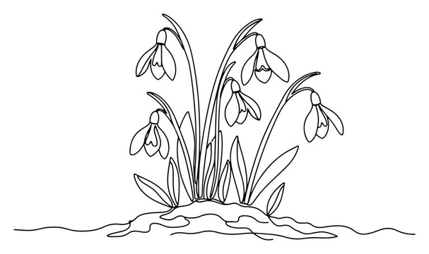 Snowdrop flowers blooming through melting snow in a minimalist continuous line art style