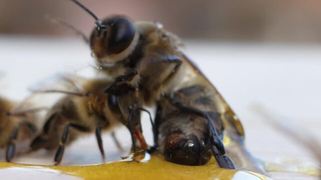 Macro close up of sticky honey bee trapped in honey escaping with help of another bee