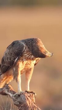 Juvenile Bonellis Eagle Turning Head 180 Degrees Perched on Tree
