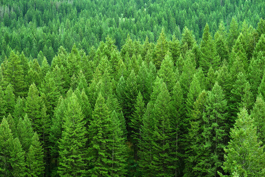 Lush Green Pine Forest or Forrest in the Mountains Natural Beauty and Healthy Environment