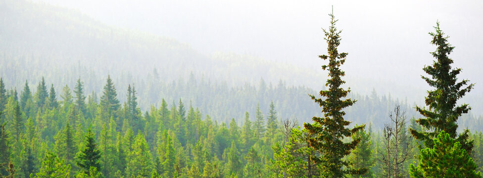 Lush Green Pine Forest or Forrest in the Mountains Natural Beauty and Healthy Environment