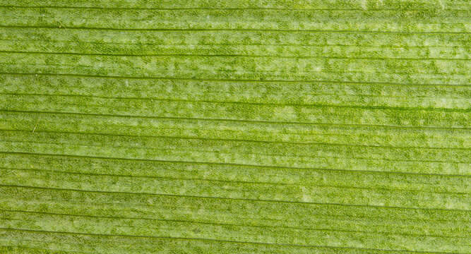 Green Leaf Macro Texture with Horizontal Lines