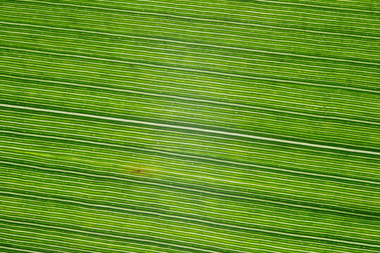 Green Leaf Fine Linear Macro Texture