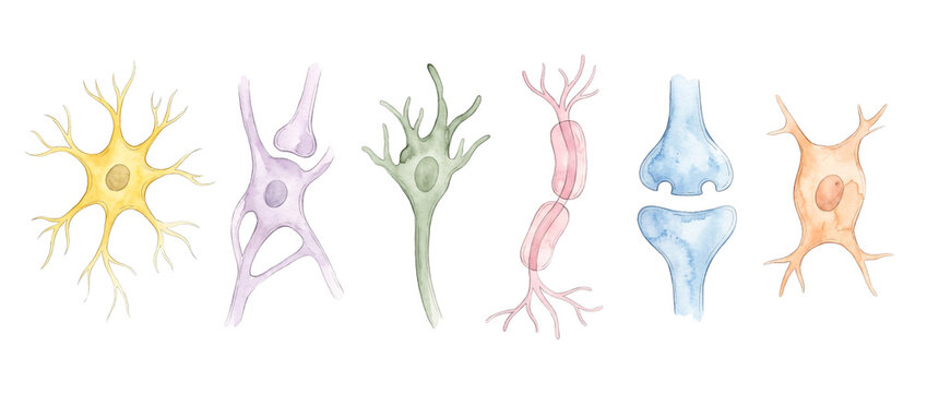 Neuron Types Brain Cells Illustration set displaying human nerve anatomy, microglial cells, astrocytes, synapse connections, dendrites, and axons for biology education science. Watercolor style.