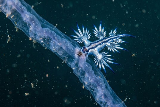 Blue dragon sea slug biting a translucent jellyfish tentacle