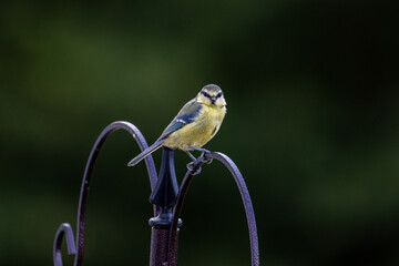 Blue tit face on - detail, centre © Yolanda