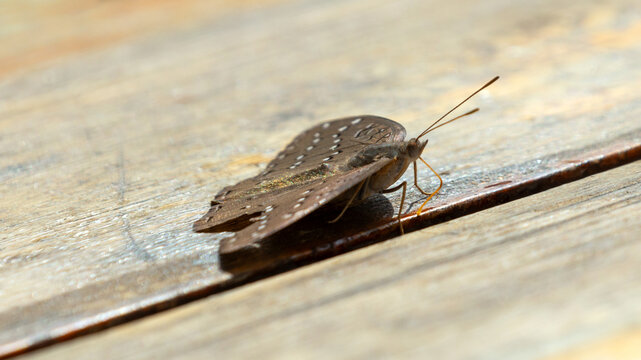 Guineafowl Butterfly (Hamanumida daedalus) on Weathered Hardwood in Akagera National Park, Rwanda