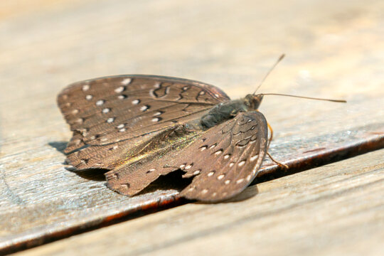 Guineafowl Butterfly (Hamanumida daedalus) on Weathered Wood in Akagera National Park, Rwanda