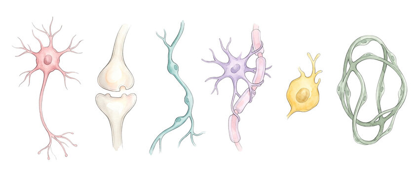 Neuron cells set watercolor anatomy scientific illustration showing synaptic terminal oligodendrocytes microglia axon structures for medical education graphic collection isolated on white background