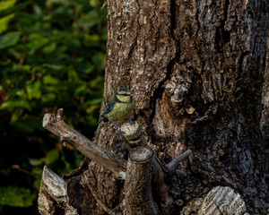 Blue tit on tree © Yolanda