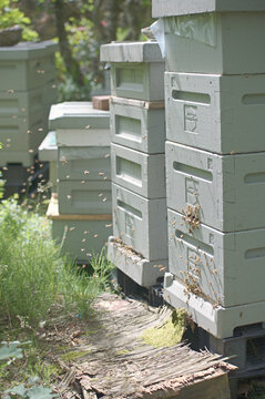 Line of beehives receding through a summer woodland