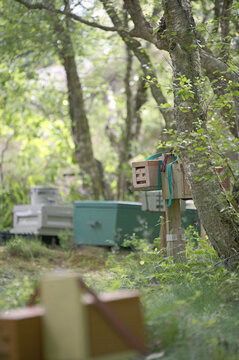 Coloured wooden beehives among trees in a Nordic apiary