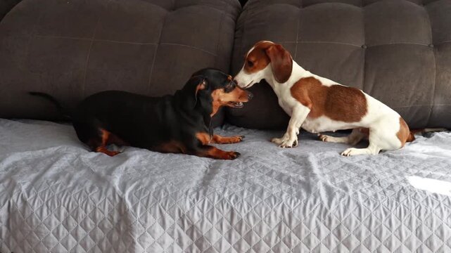 brincadeira estranha de cachorros da ra&ccedil;a duchshund 
