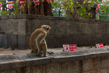 Wild toque macaque sitting on ancient stone ruins in Sri Lanka © Paul