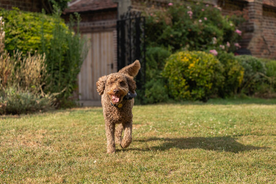 portrait of a brown poodle dog running on the grass