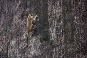 Clever wild macaque climbing a steep vertical rock face © Paul