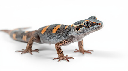 Obraz premium Detailed Tokay Gecko Wildlife Reference for Commercial Use
