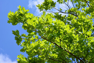 Fototapeta premium Green Oak Leaves on the branch Against Blue Sky close up