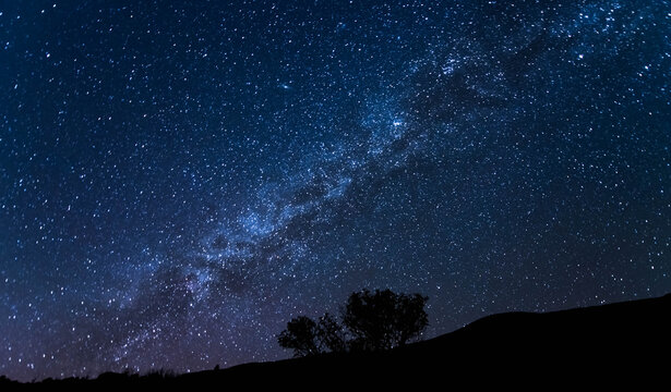 Tree silhouette, against the Milky Way at twilight
