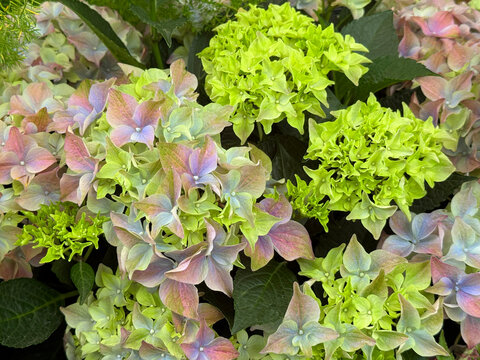 Beautiful hydrangea pink green flowers