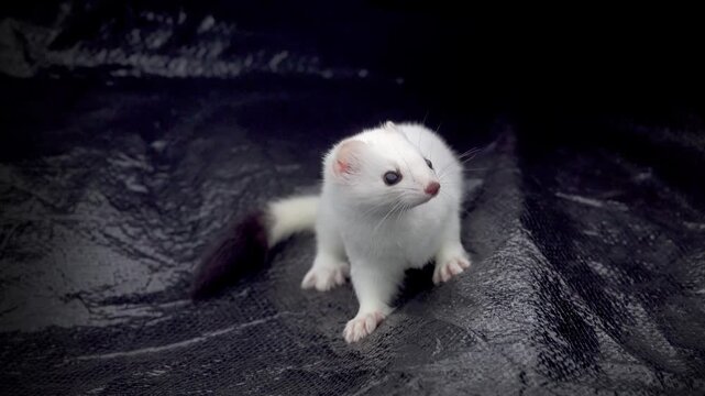 European stoat (Mustela erminea) in white winter fur (miniver), only tail with black tip. Ermine's various movements (poses) isolated on black background. Dexterous giant-killer ruthless to rodents