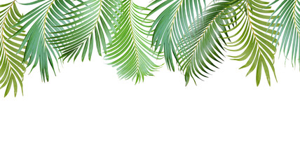 tropical green palm leaves tree isolated on transparent background for summer banner png file © Shah