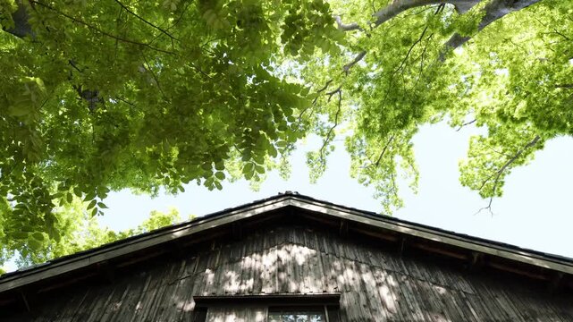 山居倉庫裏側の新緑のケヤキの梢から建屋壁面へのティルトダウン