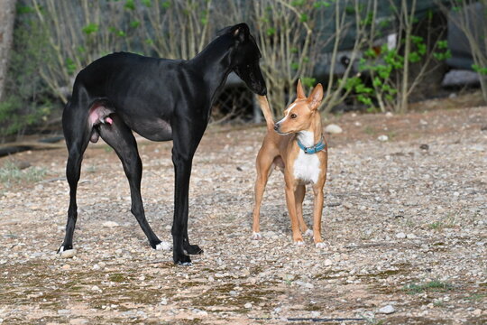 Galgo y podenco jugando