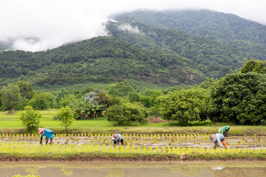 Farmer Transplanting Rice Seedlings in Flooded Paddy Field During Planting Season