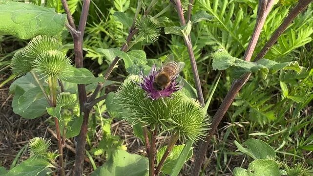 Macro close up of a western honey bee (Apis mellifera) collecting nectar on flowering greater burdock (Arctium lappa) in a natural meadow. Pollination, biodiversity, beneficial insect and wild flora.